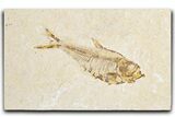 Bargain, Fossil Fish (Diplomystus) - Wyoming #348036-1